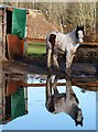 Reflections in a horse field