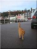 NM5055 : 'Ledaig', the world-famous Tobermory Cat by Karl and Ali
