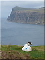 Lower Milovaig: sheep above a sea view