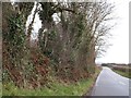 Contrasting hedges on the B3254