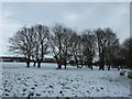 Trees within a snowy Sharp