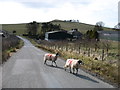 Anxious sheep at Thistlebottom Farm