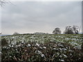 View to the motte of Penrhos Castle