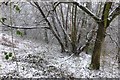 Snowy woodland