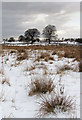 Rough pasture near Powmill