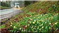 Wild daffodils by Lynders Lane