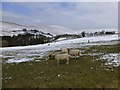 Sheep, Glenroan