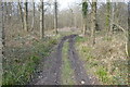TQ5617 : Woodland track, off Furnace Lane by Julian P Guffogg