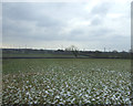 Farmland near Lea Town