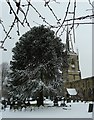 SP3297 : Monkey Puzzle tree in front of St Peter's by Rob Farrow