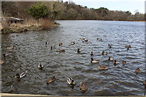 NS2209 : Ducks in Swan Pond by Billy McCrorie