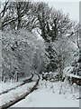 Snowy track into Bentley Park Wood