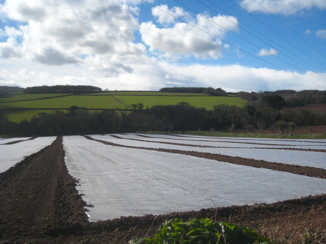 Plasticulture in fields between Lelant and Carbis Bay