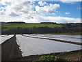 Plasticulture in fields between Lelant and Carbis Bay