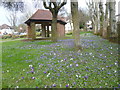 Crocuses and shelter in Chaldon Way Gardens