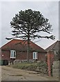 Monkey Puzzle Tree, Harley Shute Road