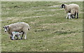 Ewes and lambs near the railway line