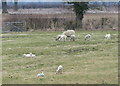 Lambs near Langton Brook