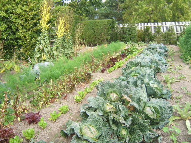 Vegetable garden at Great Dixter © Barbara Carr :: Geograph Britain and ...