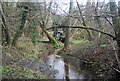 Tributary stream of the River Wey