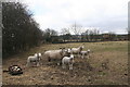 Spring lambs off Moor Lane