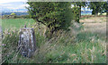 Trig point of Rose Bank