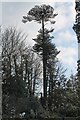 Monkey Puzzle Tree, Chowns Hill, St Leonards on Sea