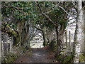 Beech lined path down to Dolgellau