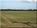 Farmland off Killingholme Road