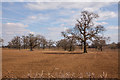 Mature Oak Trees in Field