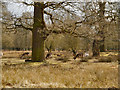SJ7386 : Dunham Massey Deer Park by David Dixon