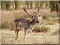 SJ7386 : Dunham Massey Deer Sanctuary by David Dixon