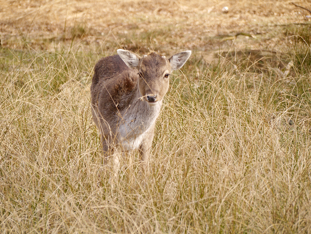 Young Deer at Dunham Massey