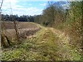 SU5231 : Farm track next to woodland north of Avington by Shazz