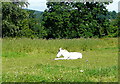 Hinny in a field