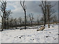 Small stand of old trees in field