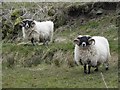 Sheep, Glencoppogagh