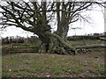 Conjoined Beech trees above Llangibby Park