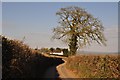 Mid Devon : Country Lane