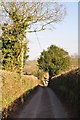 Mid Devon : Country Lane