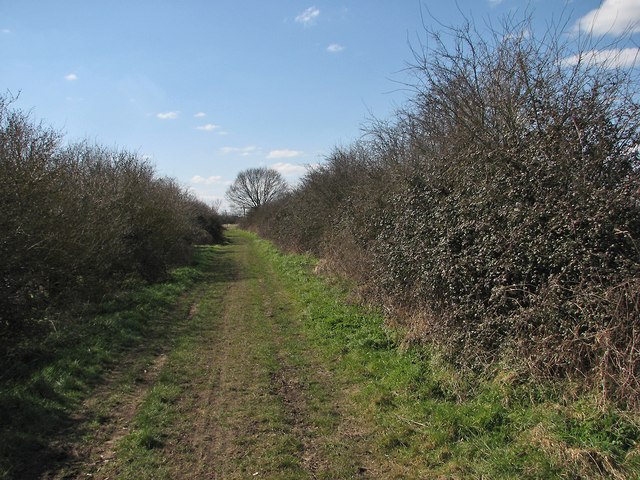 Hedges on Haven Drove
