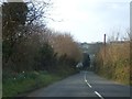 Daffodils and dense hedges at Forda