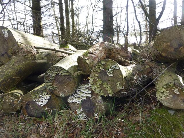 Fungus on wood, Altdrumman