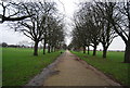 Tree lined path, Enfield Playing Fields