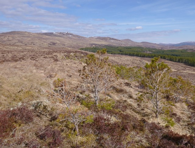 Scots pine on the slopes of Meall Cuileig