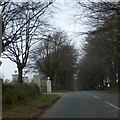 SX4778 : Trees lining the road at Wallabrook by David Smith