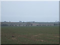 Farmland near Wellesbourne