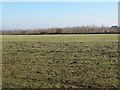 Farmland and woodland north of Broomley Pit House (2)