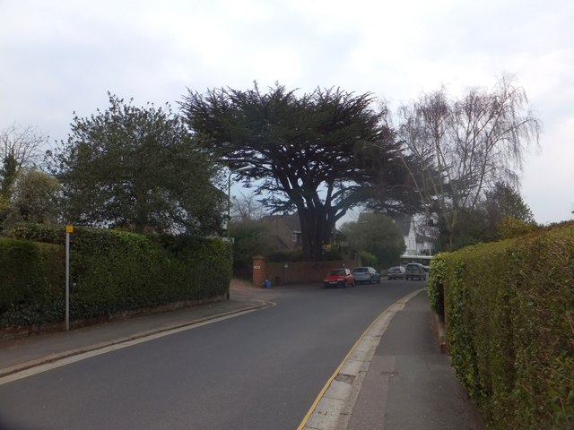 Cedar tree in St Leonard's Road, Exeter