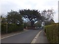 SX9292 : Cedar tree in St Leonard's Road, Exeter by David Smith